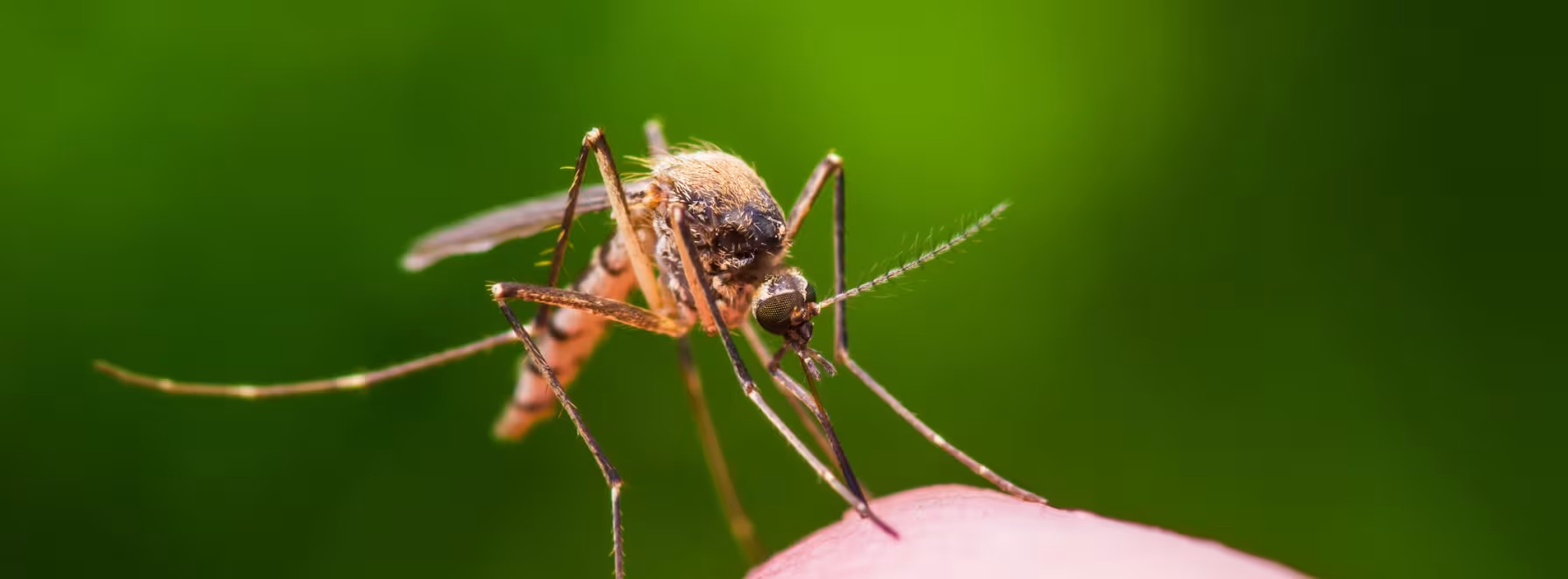 Malaria mosquito