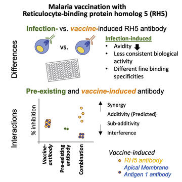 Antibody RH5 vaccine paper abstract